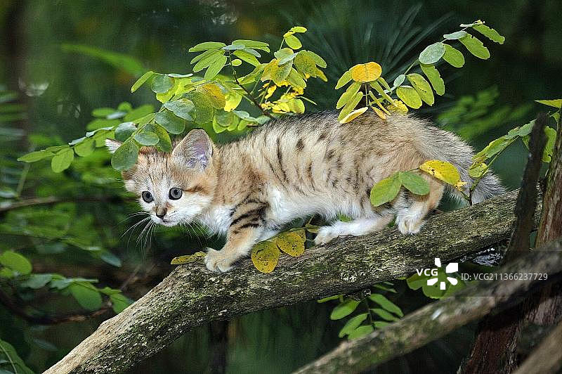 沙猫幼崽在树枝上图片素材