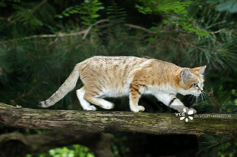 沙猫（玛格丽特猫），雌性在树枝上行走图片素材