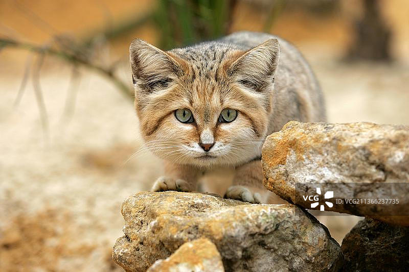 沙猫（玛格丽特猫），岩石下的成年个体图片素材