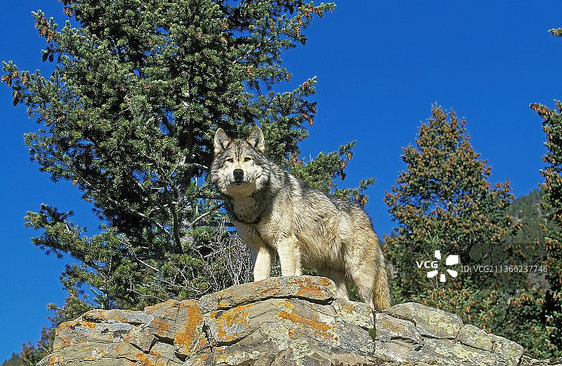 北美麦肯锡河谷狼成年个体（加拿大）图片素材