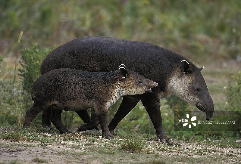贝尔德貘（tapirus bairdii），雌性与幼崽图片素材