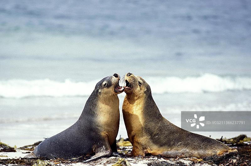 澳大利亚海狮在海滩上嬉戏图片素材