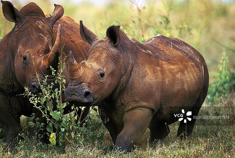 成年白犀牛图片素材