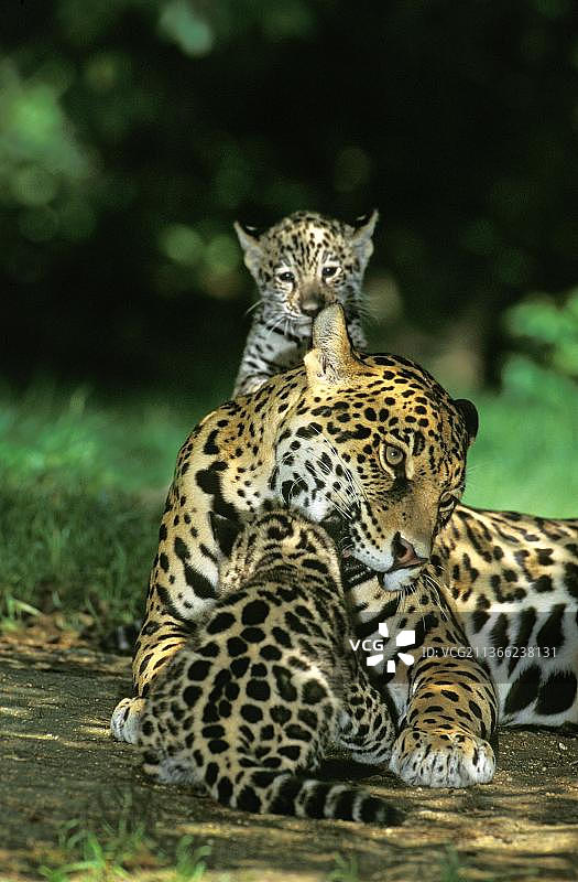 美洲虎（雌性与幼崽）图片素材