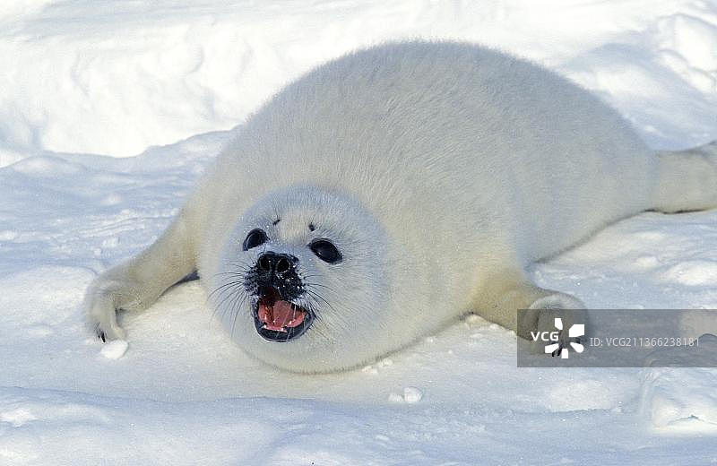 格陵兰海豹幼崽躺在浮冰上呼唤母亲，加拿大马格达莱纳岛图片素材