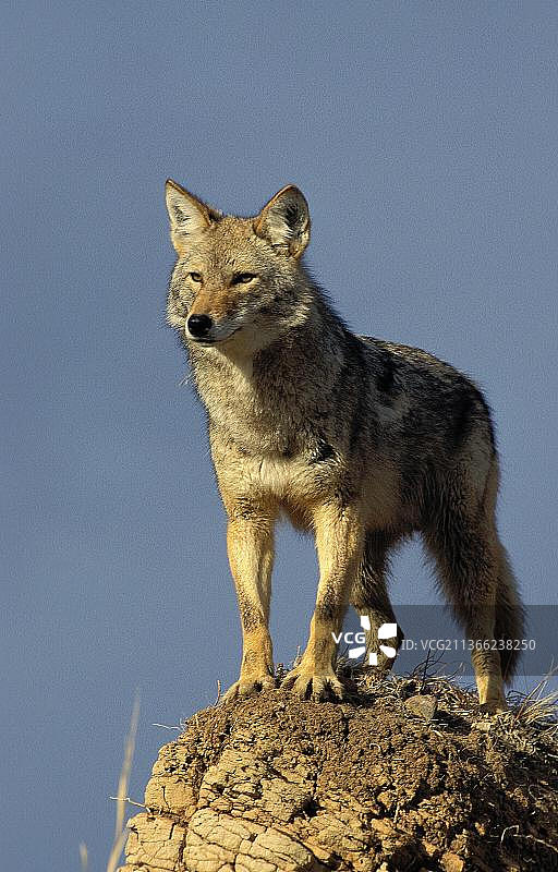 土狼（canis latrans），成年，岩石上，蒙大拿图片素材