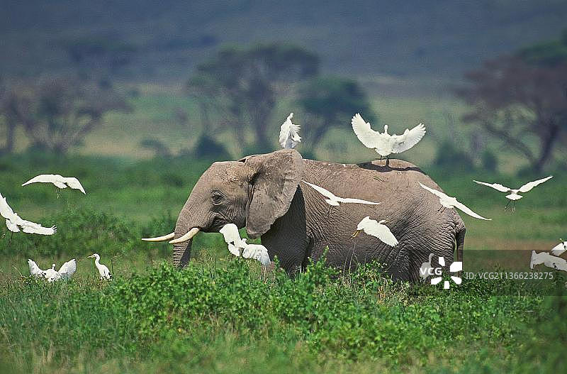 肯尼亚的非洲象图片素材