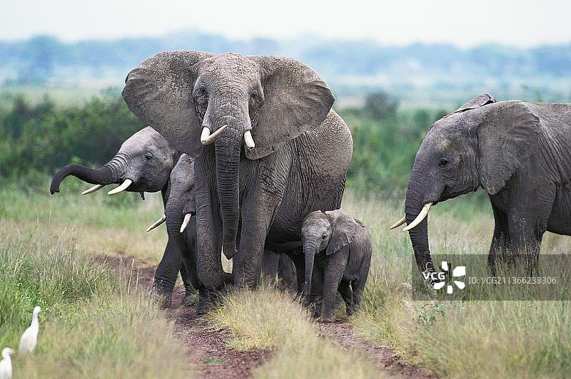 非洲象母象与幼崽，肯尼亚马赛马拉公园图片素材