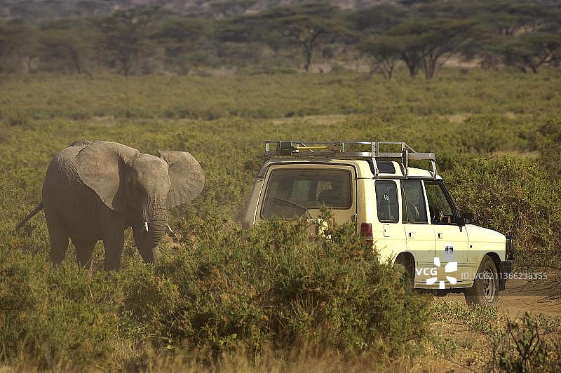 非洲象，肯尼亚桑布鲁公园野生动物园图片素材