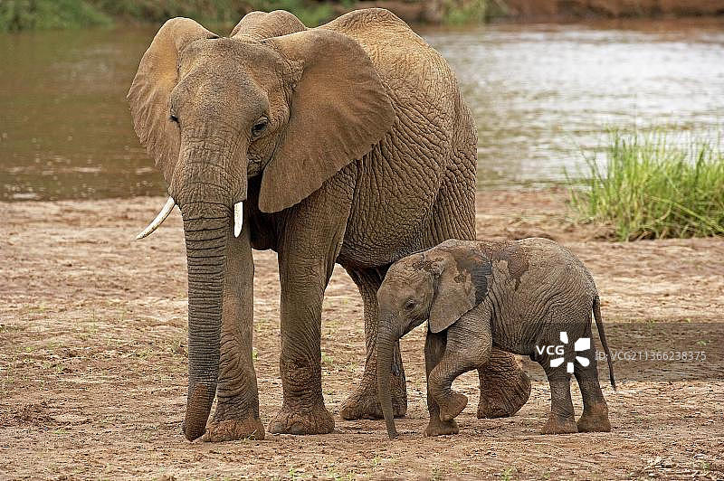 非洲象（非洲象），母子，肯尼亚马赛马拉公园图片素材