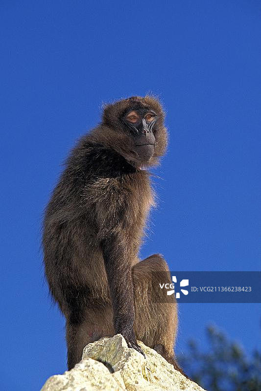 岩石上的雌性狮尾狒狒图片素材