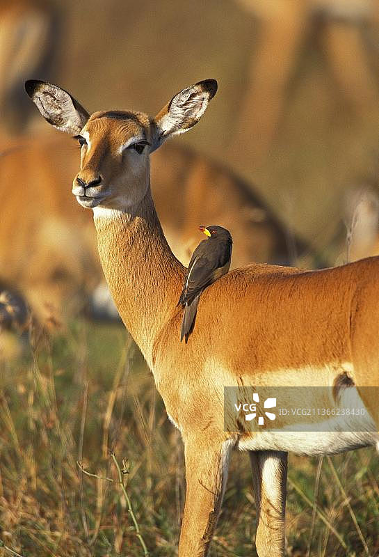 黑斑羚和黄喙牛椋鸟，肯尼亚图片素材