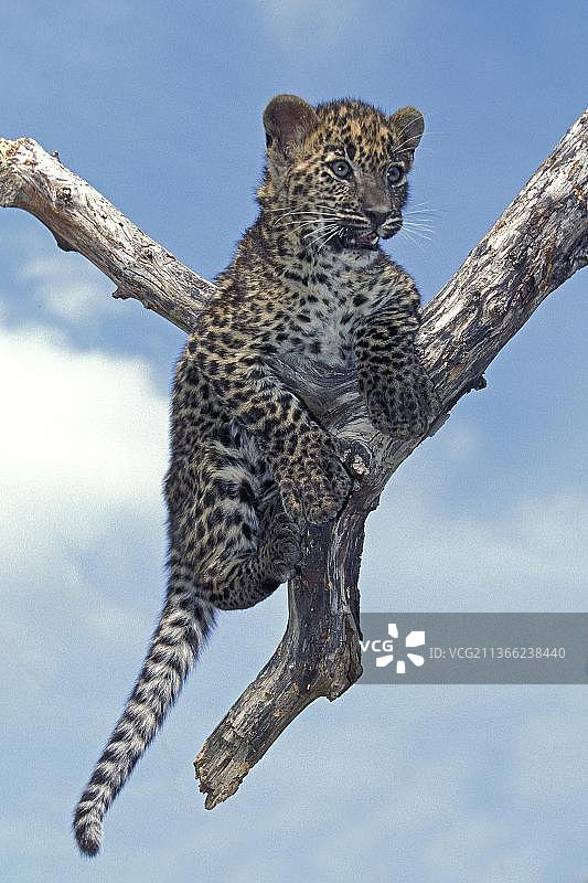 树枝上的豹子幼崽图片素材