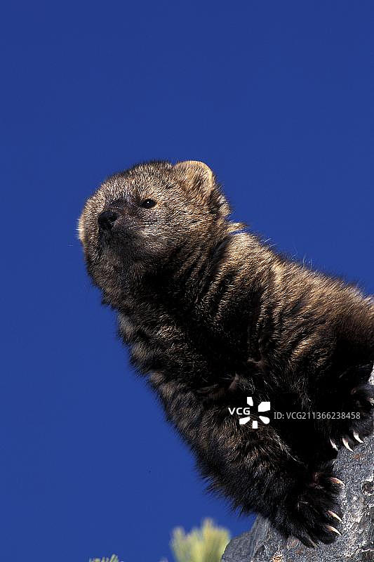 成年渔貂在蓝天下（加拿大北美）图片素材