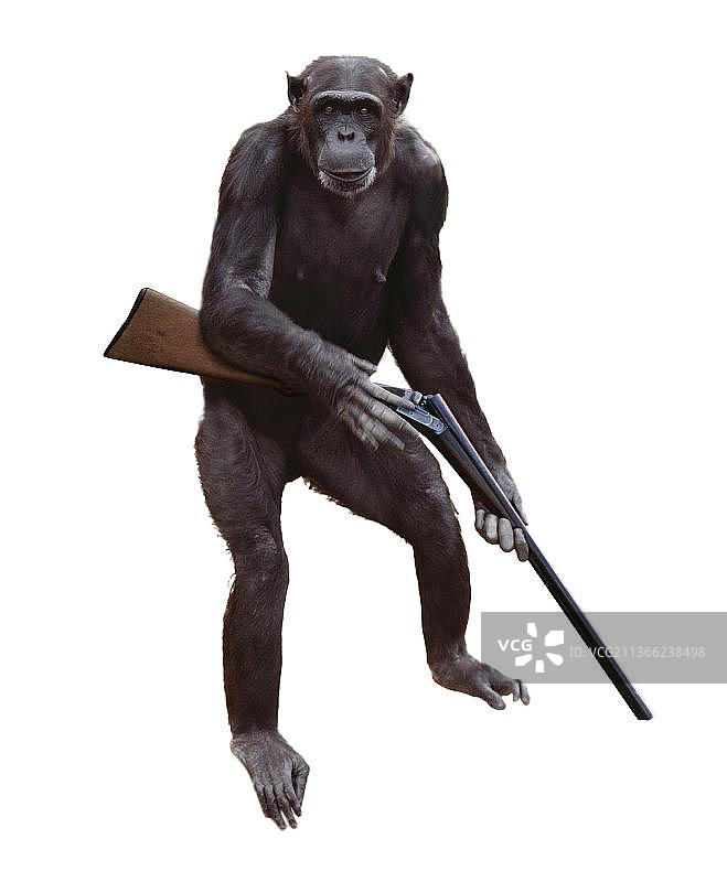 手持枪的黑猩猩，白色背景，数字合成图片素材