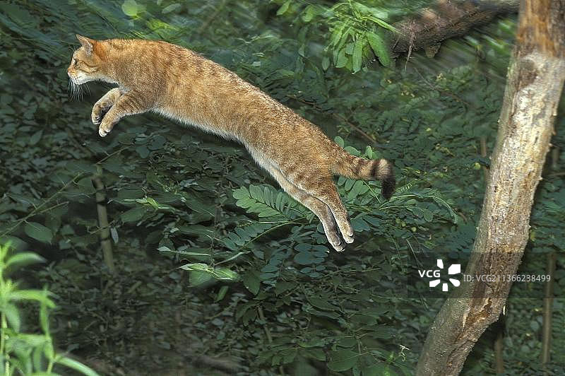 欧洲野猫，成年跳跃图片素材