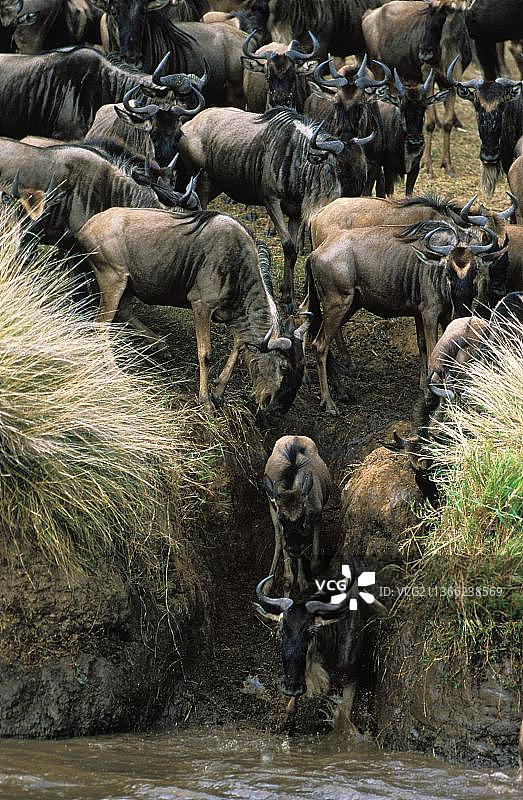 牛羚迁徙期间横渡马拉河，肯尼亚马赛马拉公园图片素材