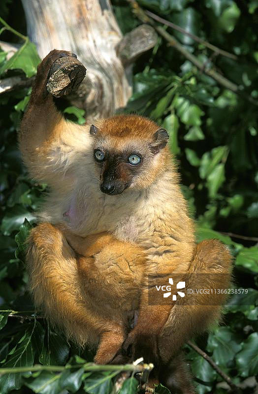 黑狐猴：栖息在树枝上的雌性狐猴图片素材
