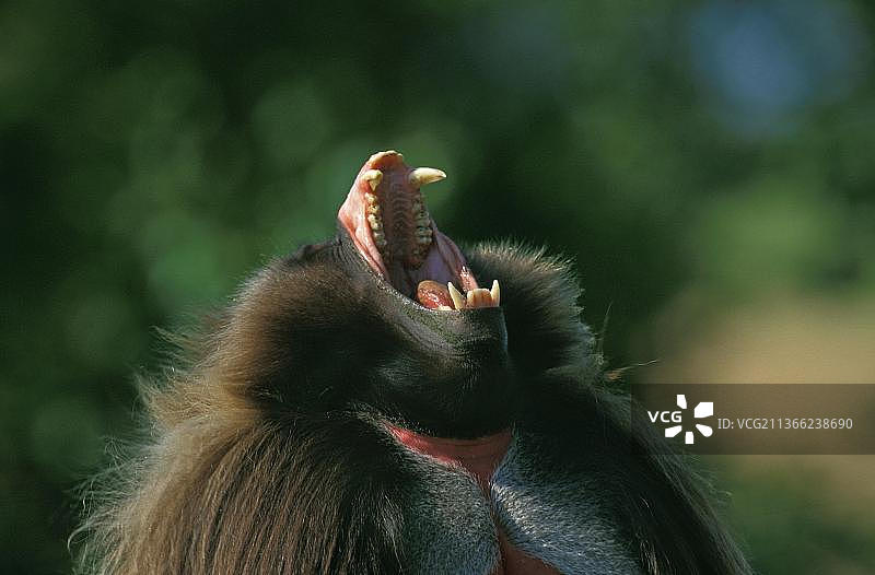 狮尾狒雄性呼叫肖像，张着嘴图片素材