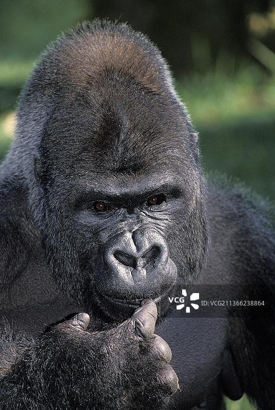 雄性东部低地大猩猩肖像（学名：gorilla gorilla graueri）图片素材