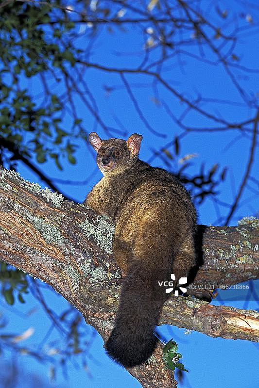 成年棕色大狐猴树枝特写图片素材