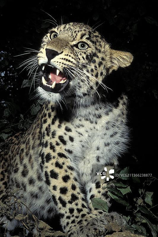 波斯豹（panthera pardus saxicolor），成年咆哮图片素材