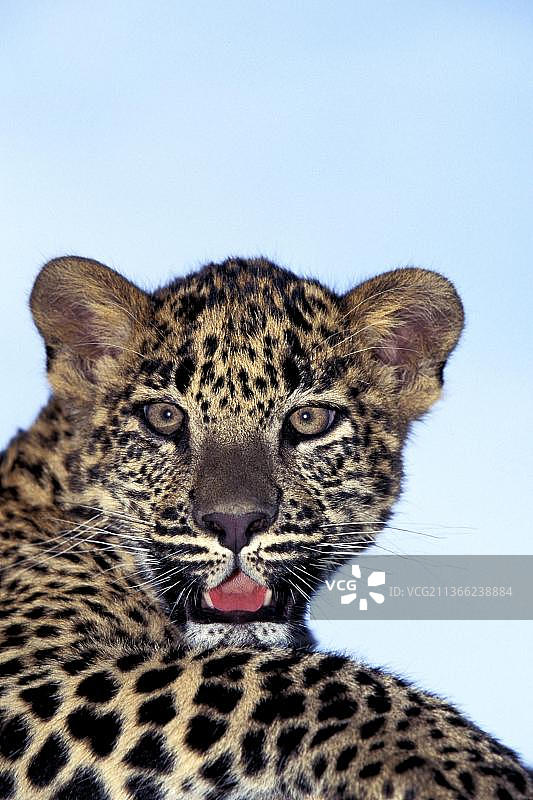 豹（Panthera pardus）幼崽肖像图片素材