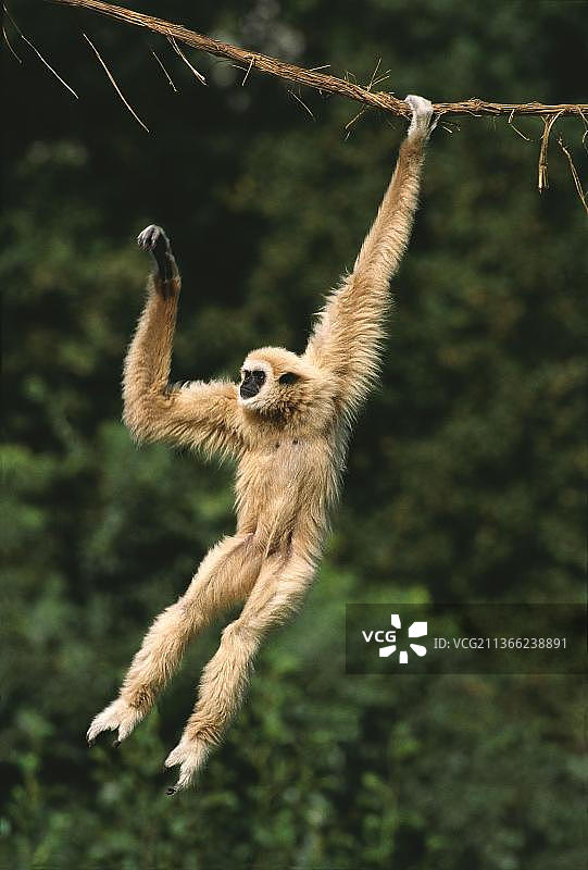 悬挂在藤蔓上的白手长臂猿图片素材