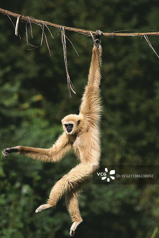 白掌长臂猿图片素材