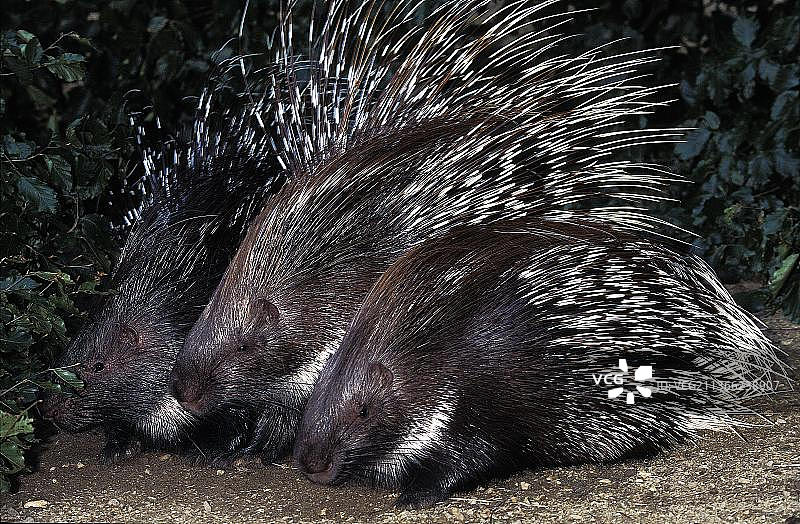 凤头豪猪(海strix cristata)，成年图片素材