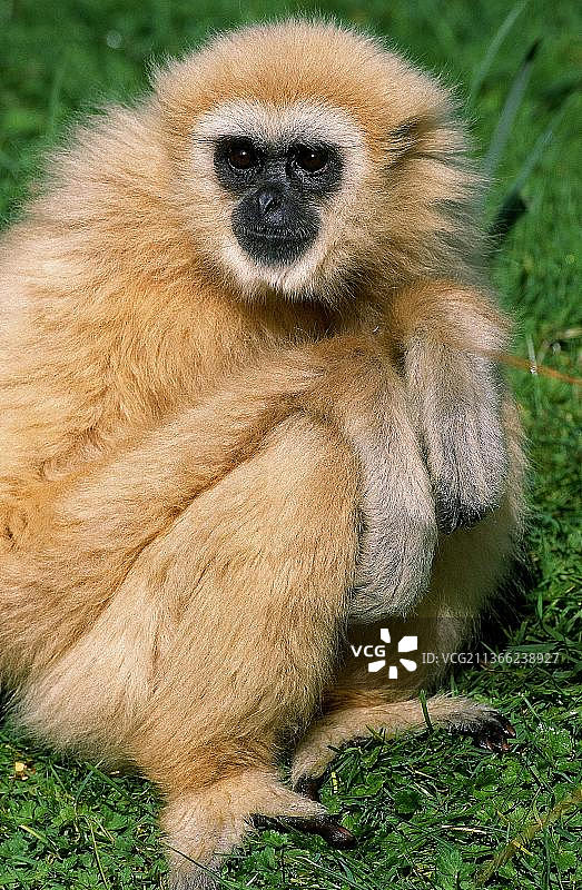 白掌长臂猿，成年个体在草地上图片素材