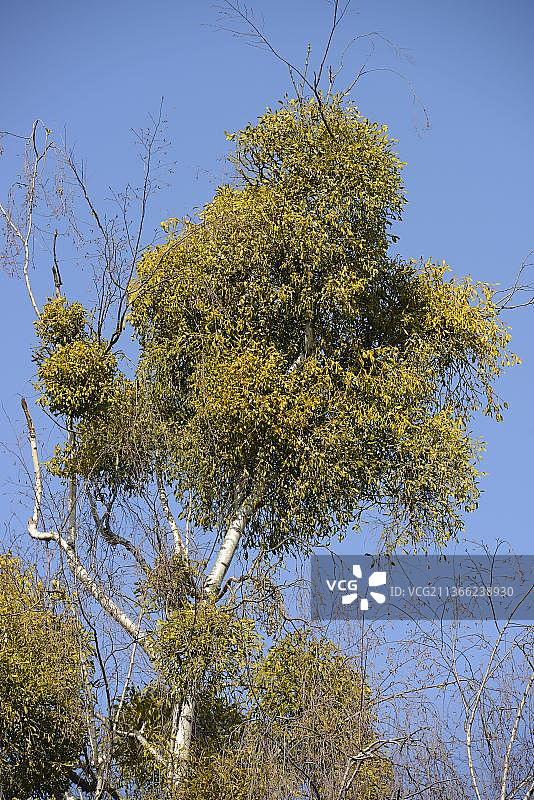 欧洲槲寄生图片素材
