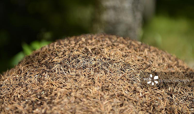 菲希特尔山脉的蚂蚁丘，上弗兰肯，巴伐利亚，德国，欧洲图片素材