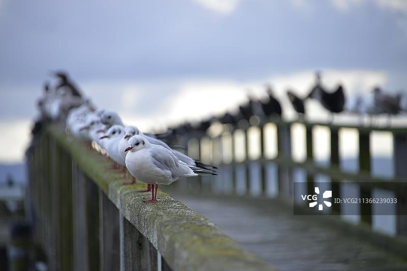 德国吕根岛萨斯尼茨的黑头鸥图片素材