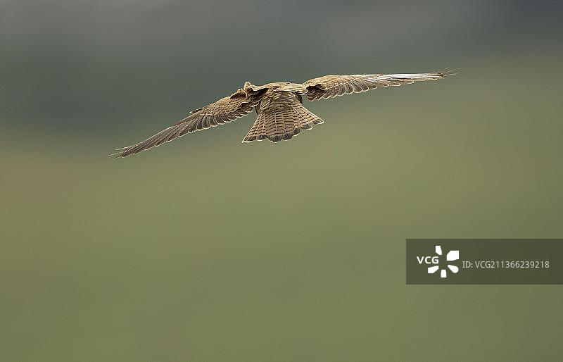 普通红隼(Falco tinnunculus)幼隼，第一年羽毛，在英国约克郡，英格兰，英国，欧洲盘旋飞行图片素材