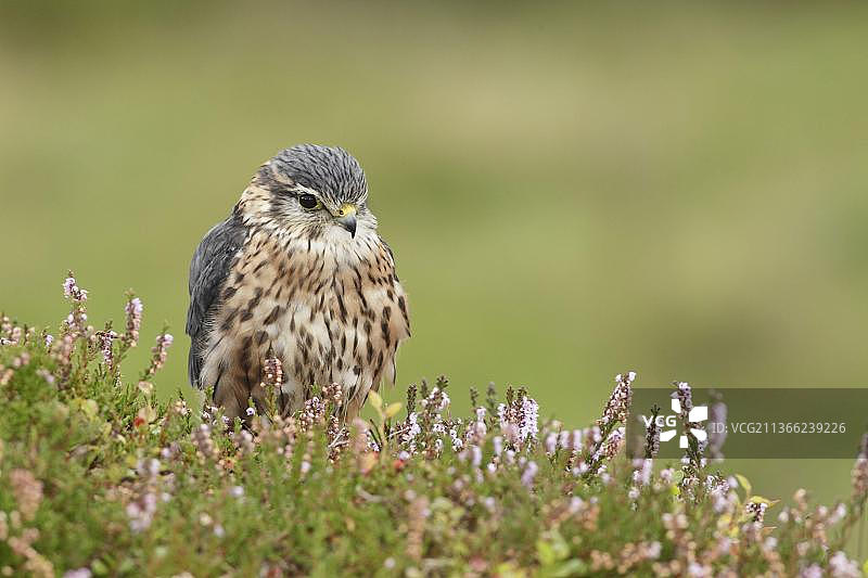灰背隼成年雄性站在开花的石南丛中，英国西约克郡，九月（圈养）图片素材