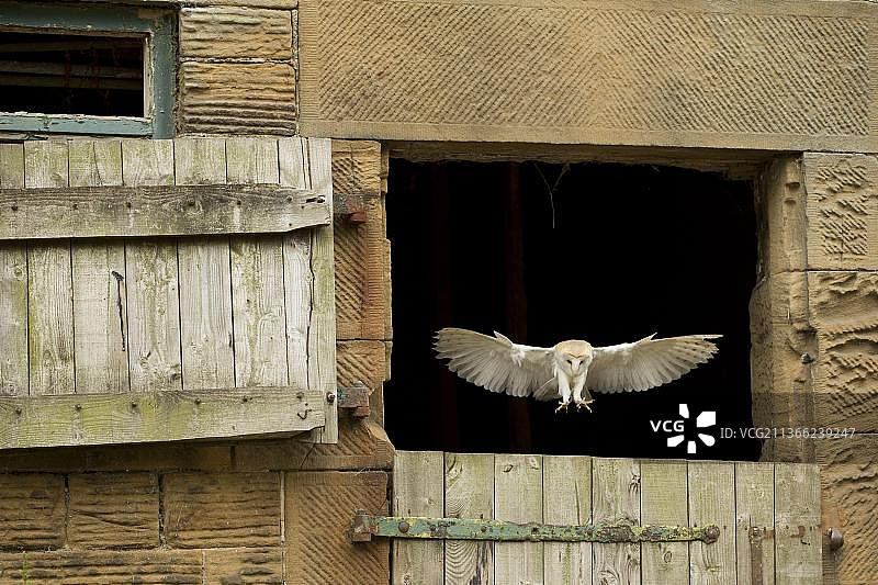 成年仓鸮飞过谷仓门图片素材