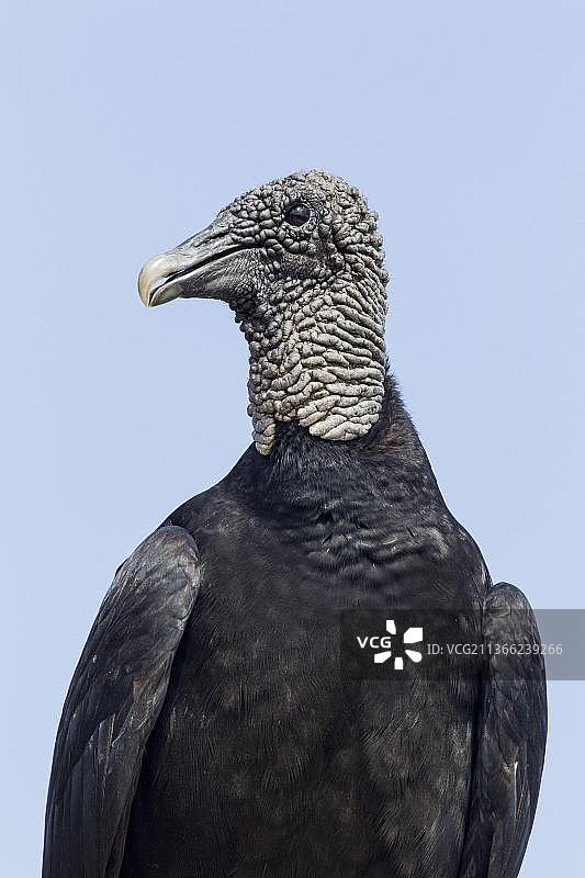 美洲黑兀鹫头部和胸部的特写，墨西哥尤卡坦半岛金塔纳罗奥州科苏梅尔岛，中美洲图片素材