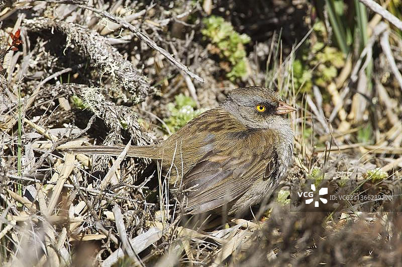 火山鹀：成年火山鹀，站在哥斯达黎加塔拉曼卡山脉死亡之山图片素材