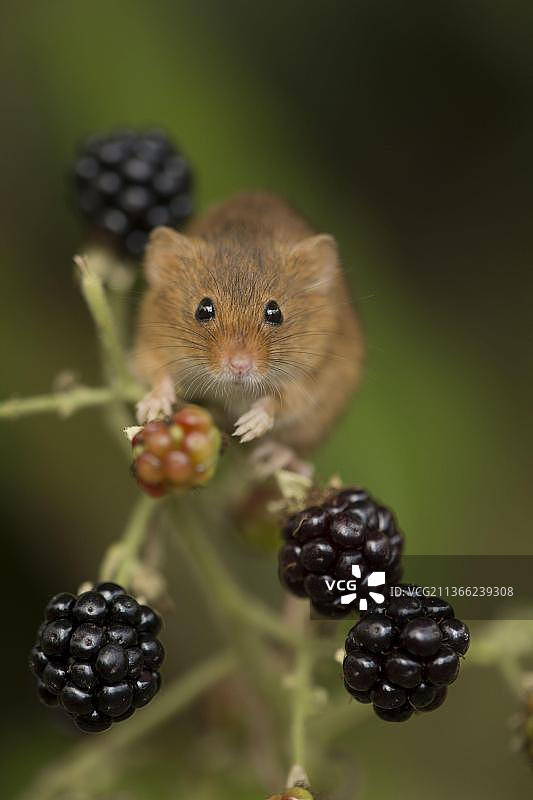 小鼠，欧亚小家鼠(Micromys minutus)，在黑莓中攀爬图片素材