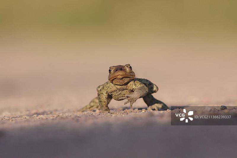 行走在碎石路上的普通蟾蜍，西约克郡，英国图片素材