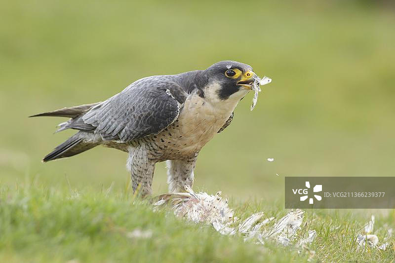 正在吃鹌鹑的成年游隼，西约克郡，英格兰图片素材
