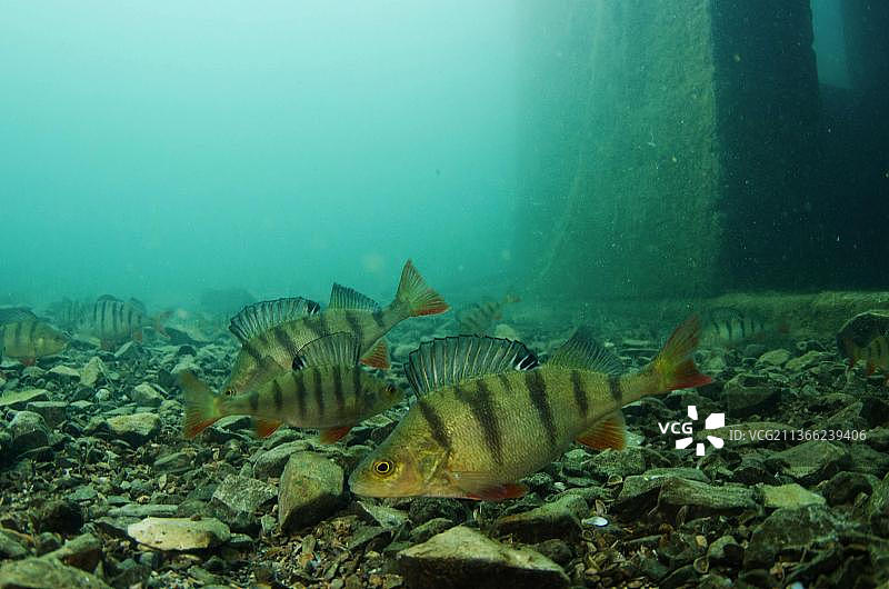 欧洲河鲈鱼群，位于英国莱斯特郡斯托尼科夫花岗岩采石场图片素材