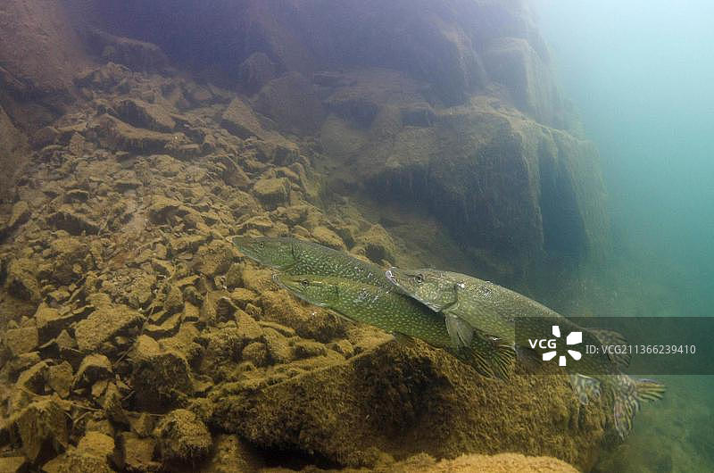 北部梭子鱼（成鱼）在花岗岩采石场产卵，英国莱斯特郡斯托尼湾图片素材