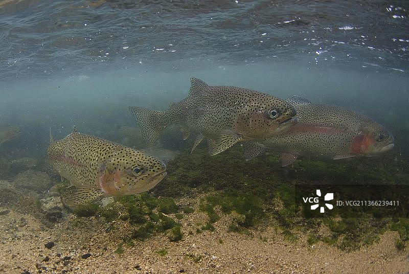 虹鳟鱼：河流中的成鱼，英国德比郡德温特河图片素材
