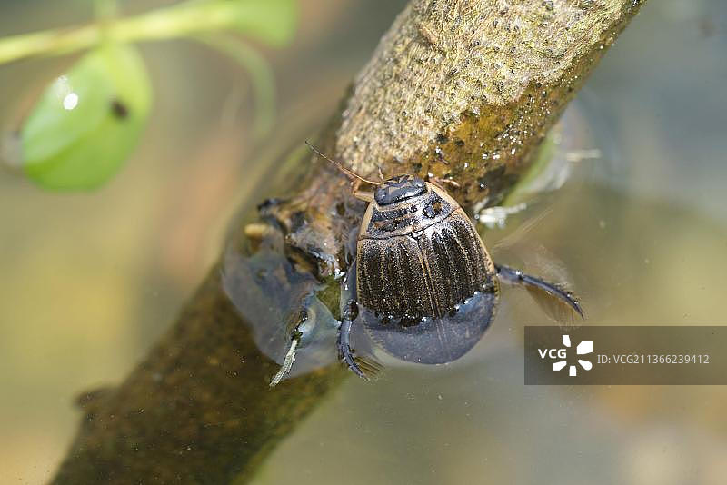 从水中出来的小型潜水甲虫（沟纹 Acilius）成年雌性，英国图片素材