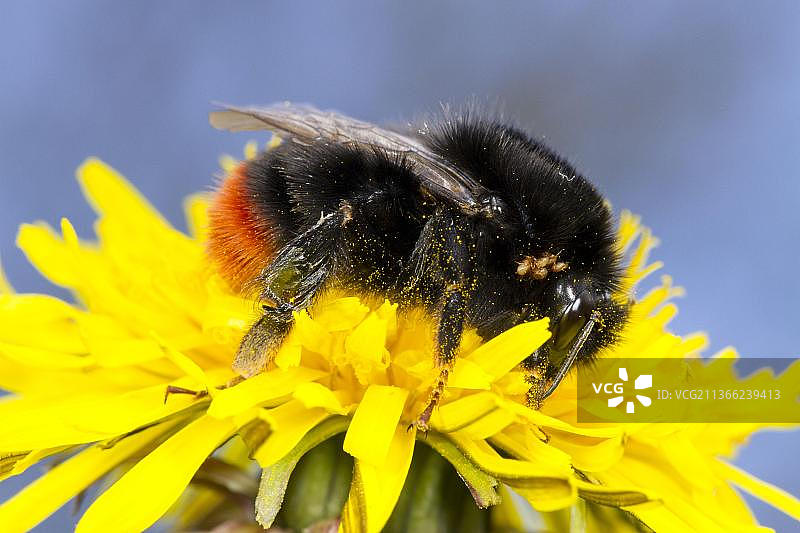 红尾熊蜂在蒲公英花上采蜜，英国威尔士图片素材