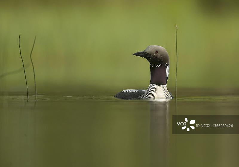 黑喉潜鸟，成鸟在水面上，芬兰图片素材