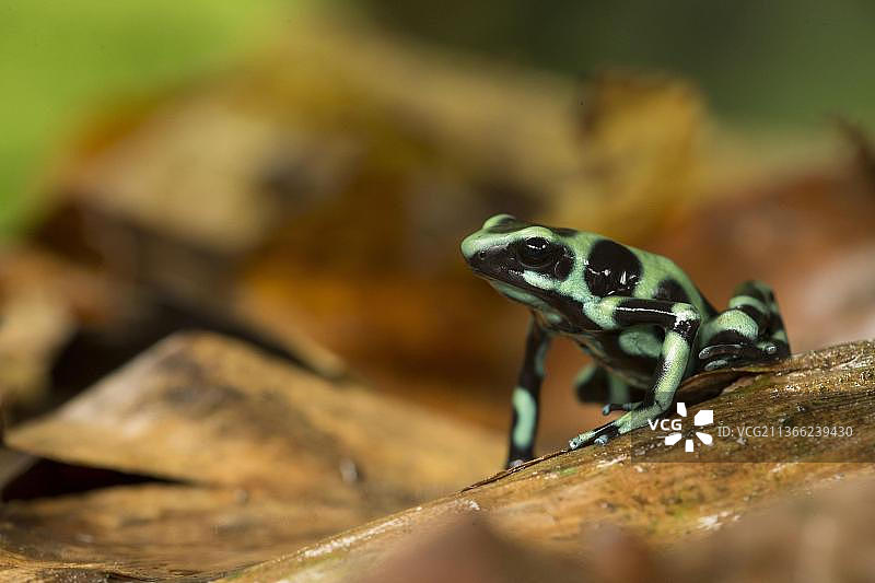 金色树蛙，两栖动物，其他动物，青蛙，箭毒蛙，动物，绿黑箭毒蛙，落叶林地面，哥斯达黎加，中美洲图片素材