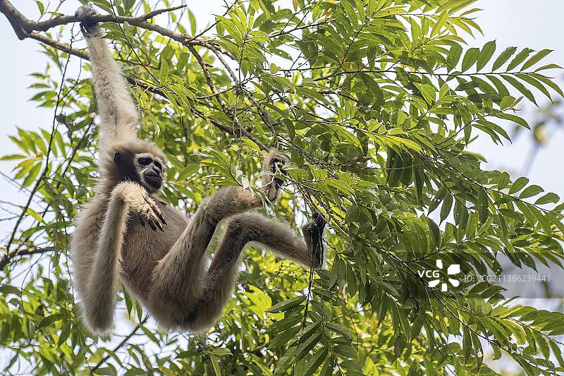 合趾猴：成年雌性合趾猴栖息于印度阿萨姆邦树上图片素材